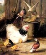 unknow artist Hen chicken and pigeon oil on canvas
